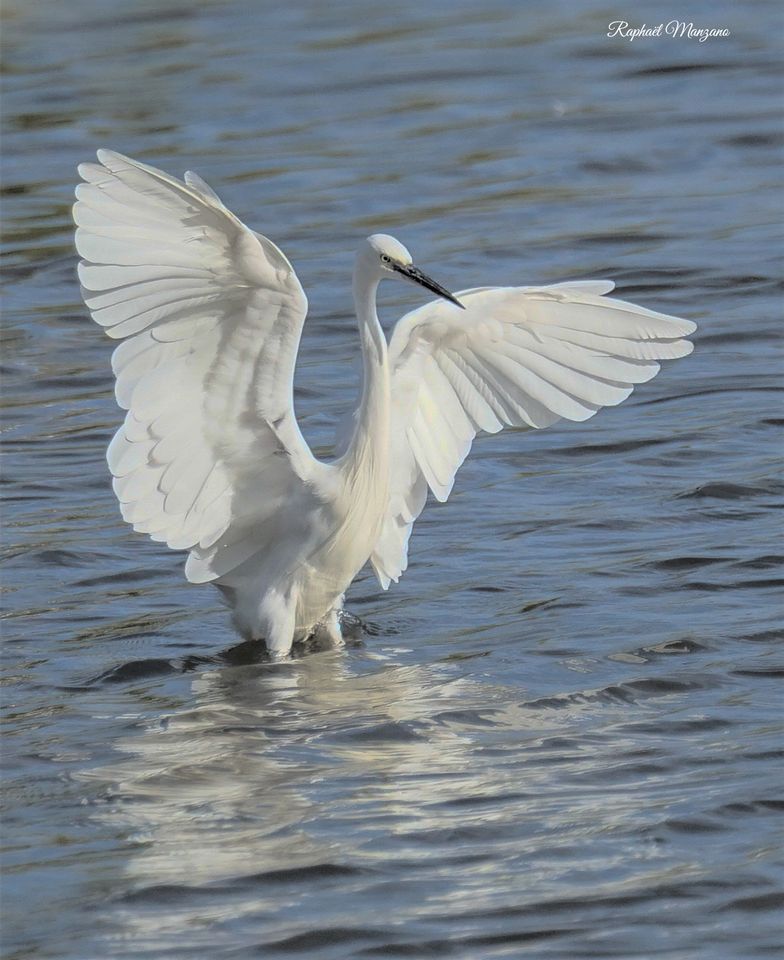 Aigrette garzette
