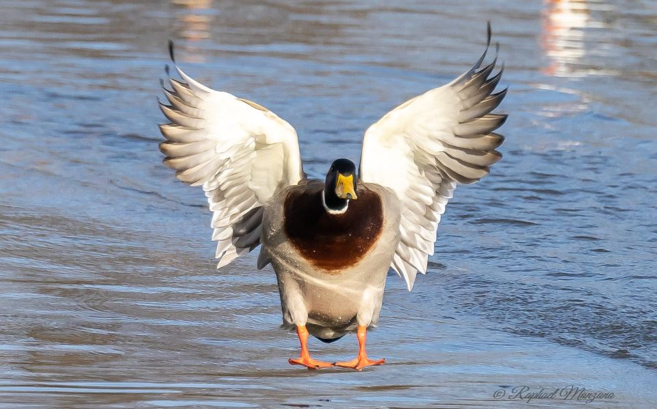 PHOTO COLVERT