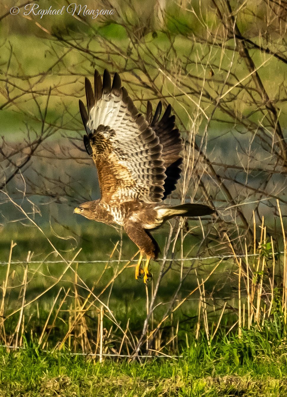 buse variable1