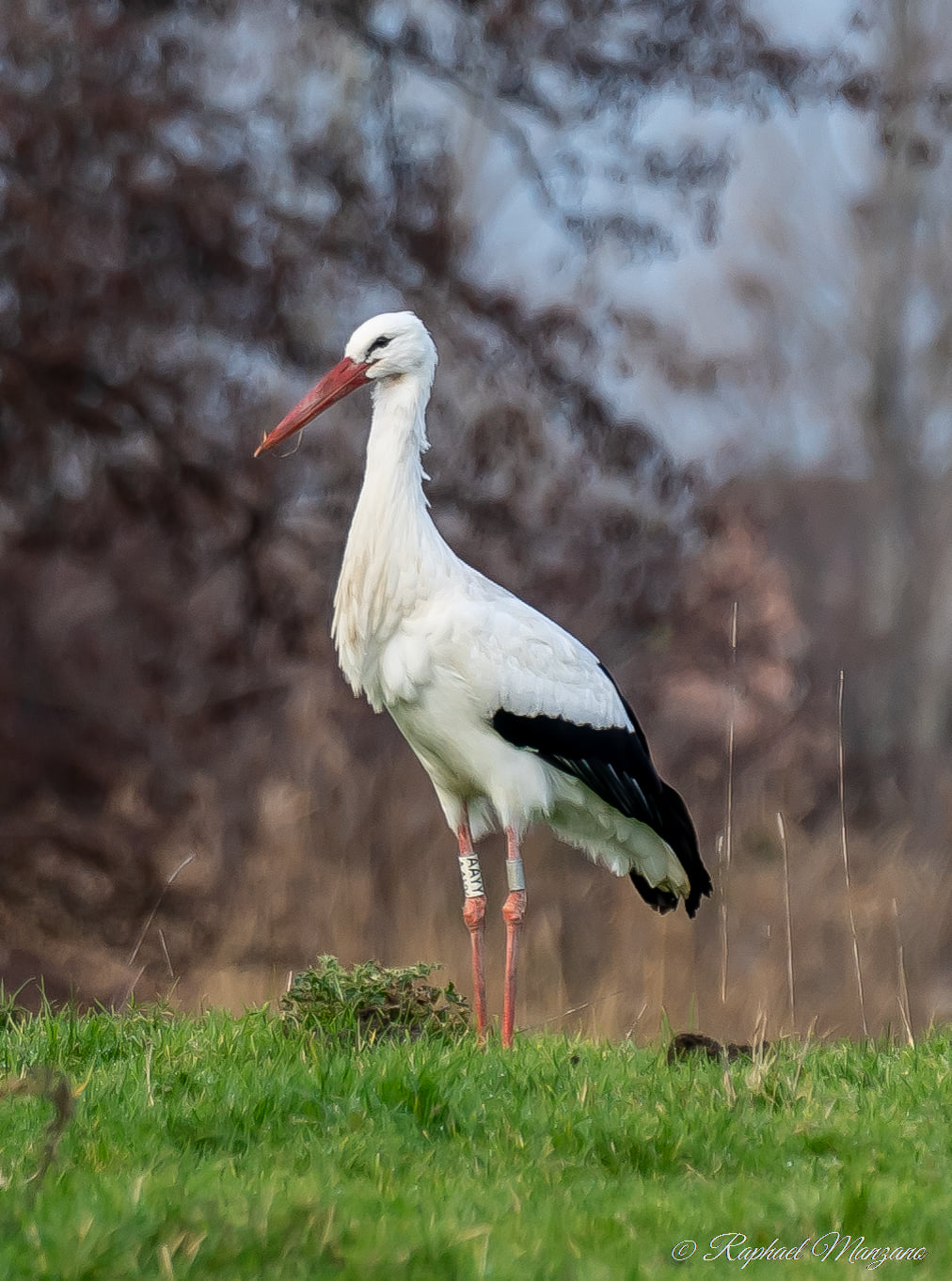 cigogne debout